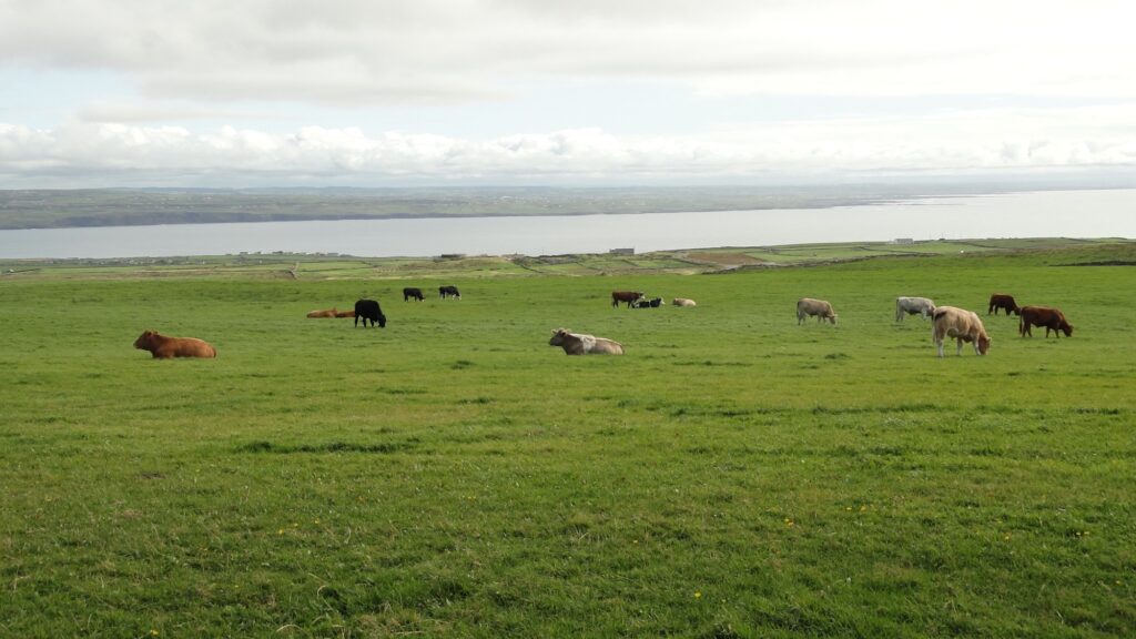 Irlanda verde vacas paisajes nordur