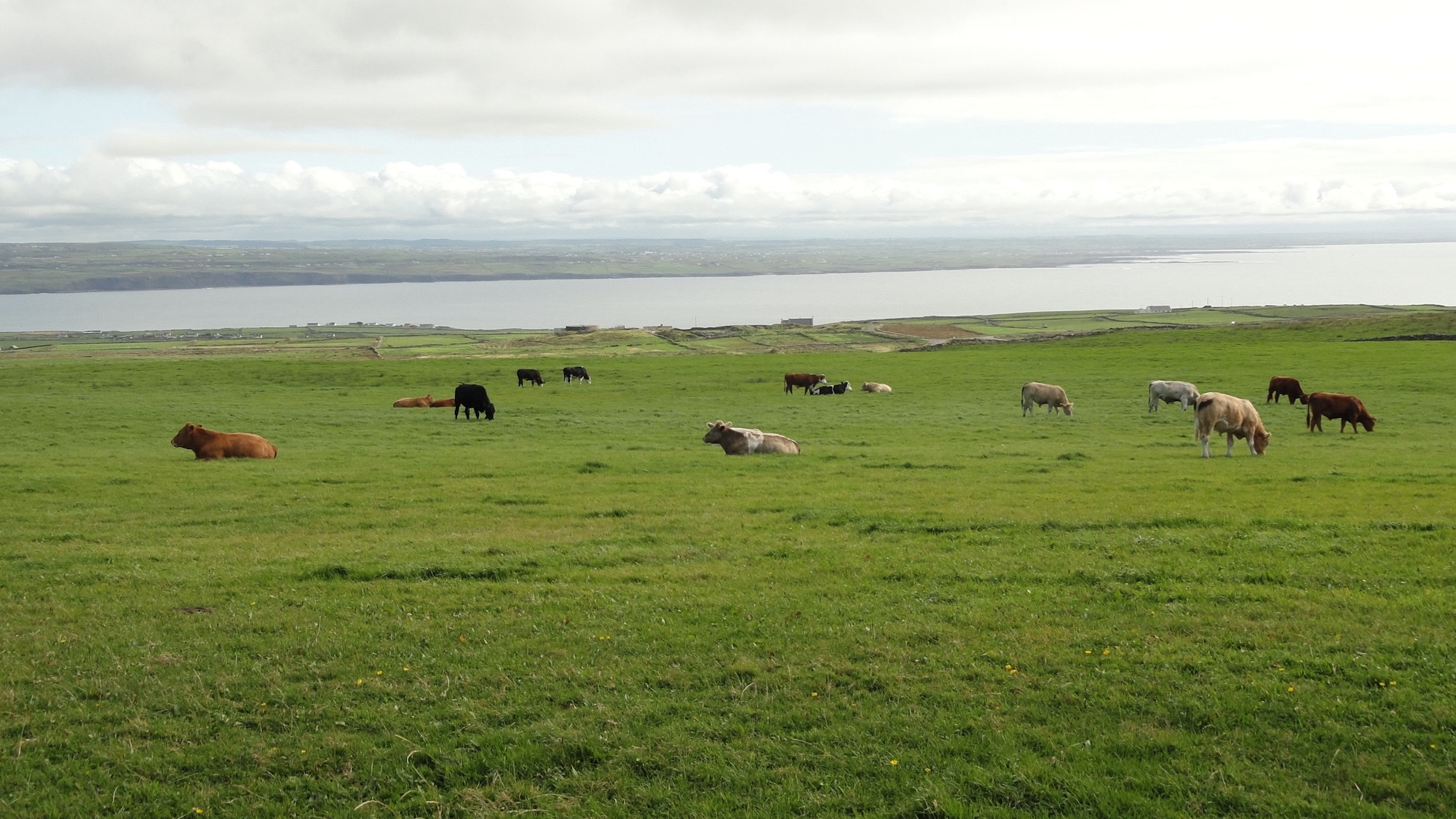 Irlanda verde vacas paisajes nordur