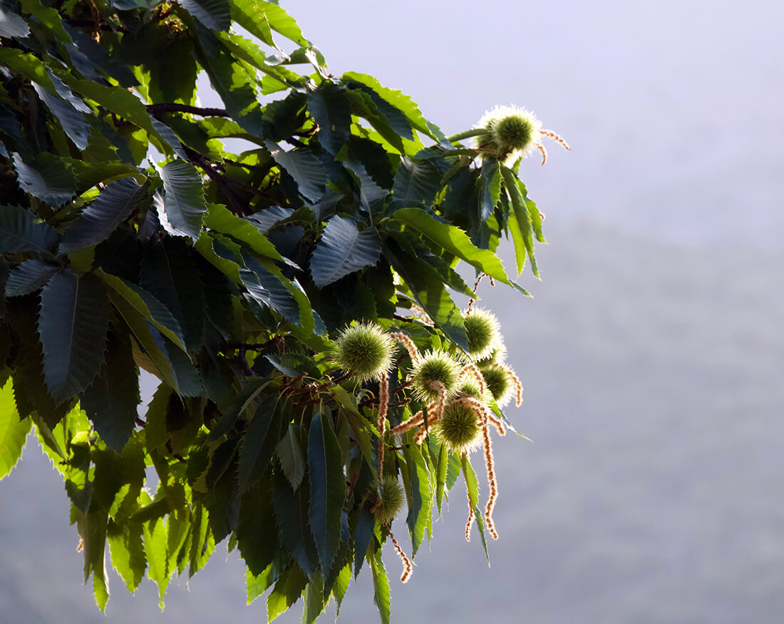 Parauta rural nordurstyle